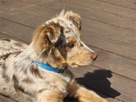 File:Australian Shepherd puppy red-merle.jpg - Wikimedia Commons