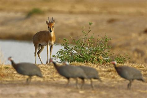 Common or Grey Duiker — Destination Uganda Travelers