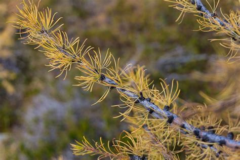 Frosty Mountain Larches Fall Hiking Guide | Happiest Outdoors