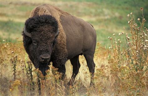 55 best Buffalo.... images on Pinterest | American bison, Bison and Buffalo