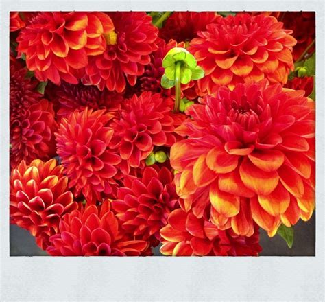 Red Dahlias - Ted Kennedy Watson