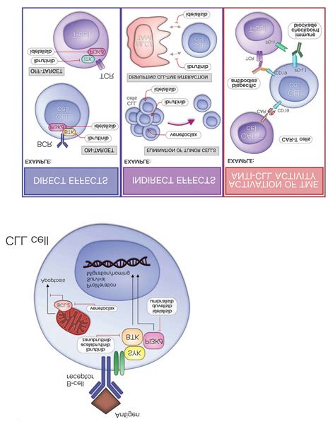 Overview of targets within the chronic lymphocytic leukemia cell, and... | Download Scientific ...