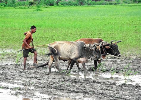 Farmer Ploughing Field - Photographic Print | Village photography, Photographic print ...