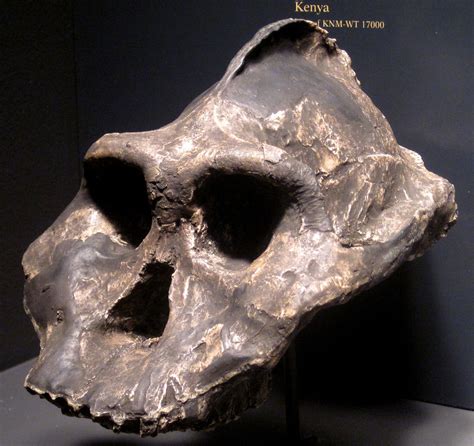 Paranthropus aethiopicus fossil hominid (Nachukui Formatio… | Flickr