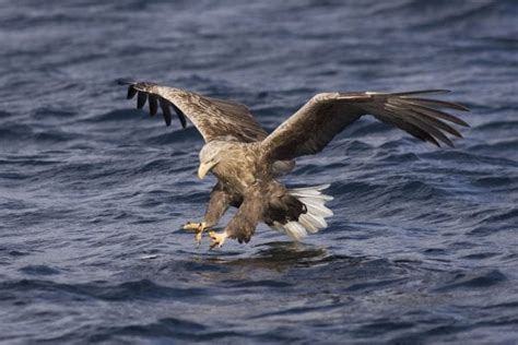 White-tailed Eagle - BirdWatch Ireland