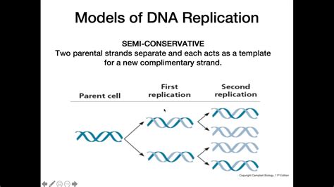 Results Of Dna Replication Diagram