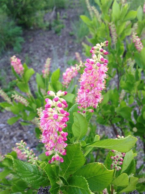 Clethra Alnifolia 'Pink Spire' Plant Blossoming. - Edge Of The Woods ...