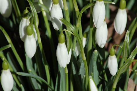 How to Grow and Care for Snowdrop Flowers