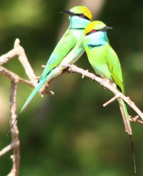 Sri Lanka Birds