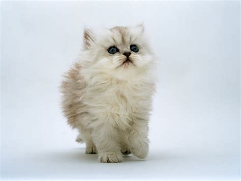 A white persian cat | kitty.green66 | Flickr