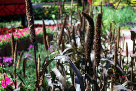 Cat-tails Free Stock Photo - Public Domain Pictures