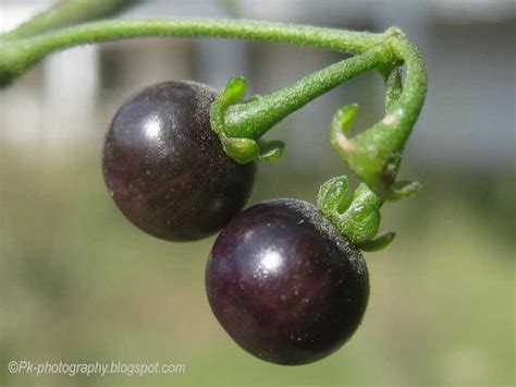 Posionous Nightshade Berries ~ I think Noodler's Nightshade Ink was inspired by these berries ...