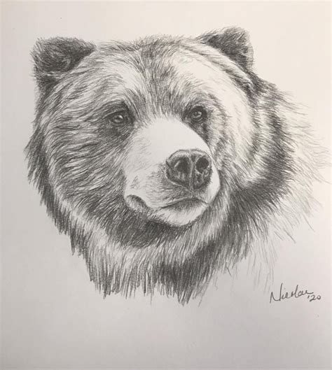 Bear Pencil Drawing