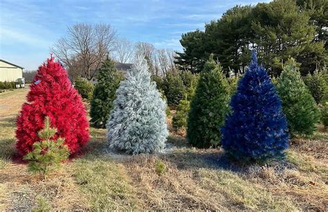 This Is Why Some Michigan Tree Farms Are Painting Christmas Trees