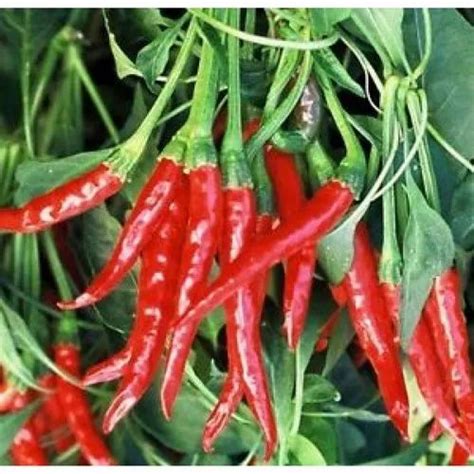 Red Chilli Plant - Hybrid Red Chilli Plant Producers from Raipur