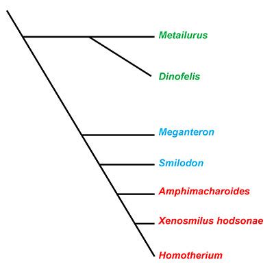 Xenosmilus hodsonae – Florida Vertebrate Fossils