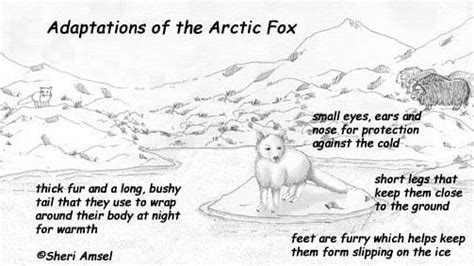 Q1 mention briefly how the following animals make adaptations to survive in the extremely cold ...