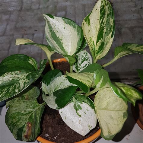 What kind of Pothos is this ? : r/houseplants