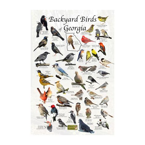 Printable Backyard Birds Of Georgia - Free Printable Templates