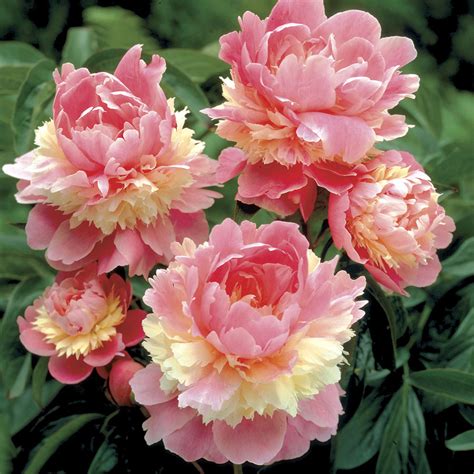 'Sorbet' Peony | Flower seeds, Planting flowers, Fall plants