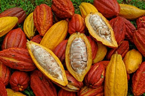 Amazing Facts about Cacao Tree. The botanical name of cacao tree is… | by Kathelin Ross | Medium