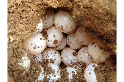 Snapping Turtle Eggs: Everything You Should Know