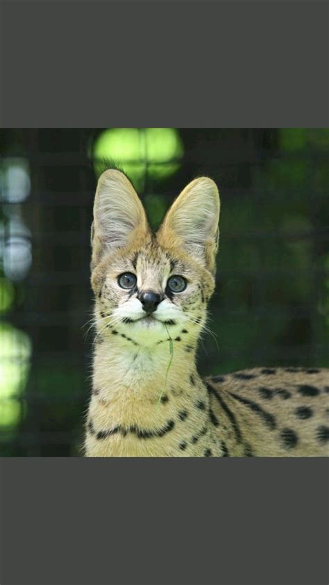 Serval cat. 🐈💖🤩 | 美しい動物, 野生動物, おかしな動物