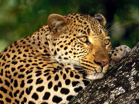 African Leopard: maitiro, kudya, pekugara uye kubereka