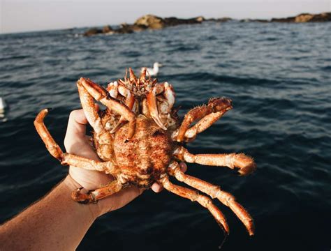 Alaska Cancels Snow Crab Season. - Couch Potato Delivery