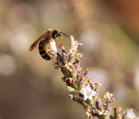 Bumble Bee Pollination - Free photo on Pixabay - Pixabay