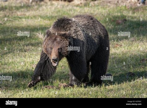 Grizzly bear in Yellowstone National Park Stock Photo - Alamy