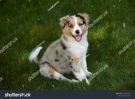 6,005 Australian Collie Images, Stock Photos & Vectors | Shutterstock