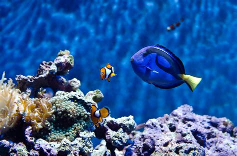 Clown fish & Blue Tang | RWS S.E.A. Aquarium | looyaa | Flickr