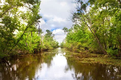 Best New Orleans Bayou Tours | Things To Do In The Bayou on Vacation