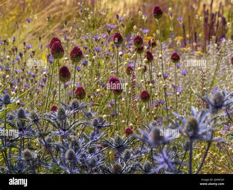 Blue Eryngiums and Allium sphaerocephalon growing amongst ornamental grasses Stock Photo - Alamy