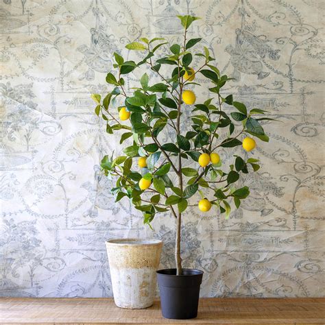 Lemon Tree in Plastic Pot – Southern Living Store