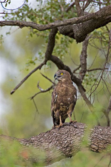 Brown Snake-Eagle (Circaetus cinereus)