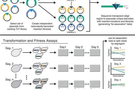 Yeast experiments show fit lineages are less tolerant to deleterious ...