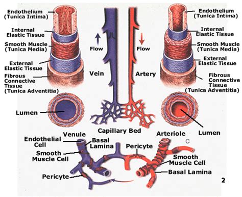 Blood Vessel Architecture