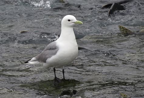 Birds of Alaska