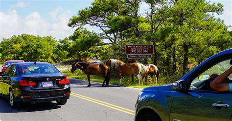 Visiting the Wild Horses of Assateague Island - Travel Shark