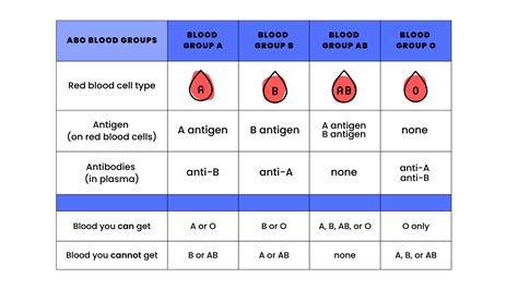 Blood Types and Matching | Blood Product Transfusions | American Cancer Society