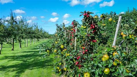 Fruit Tree Spacing Guide - Gardening Tips, Advice and Inspiration