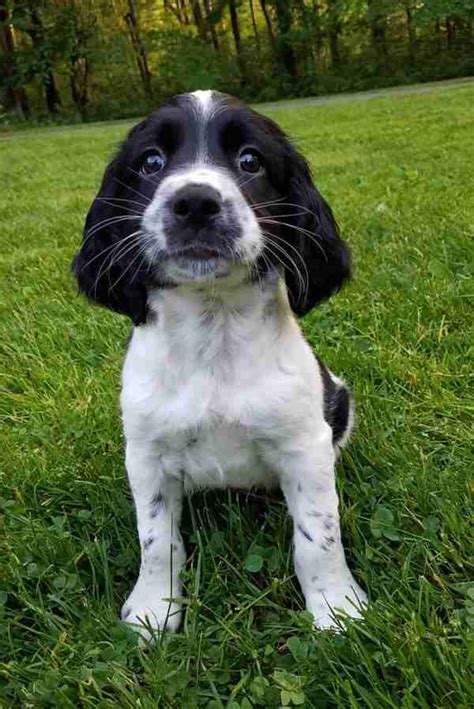 English Springer Spaniel Puppy - Woodland Kennel