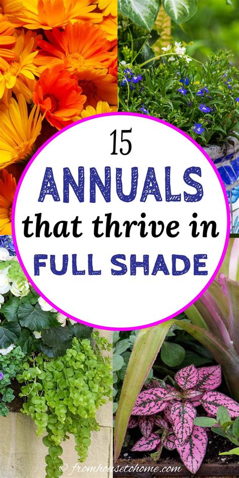 Best Shade Annuals: 16 Flowers and Foliage Plants For Shade