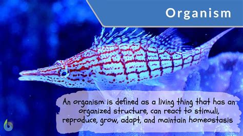 Organism Definition and Examples - Biology Online Dictionary