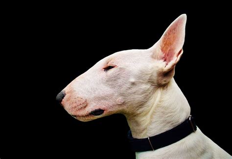 Snooty and stylish: 7 sophisticated long-nosed dog breeds