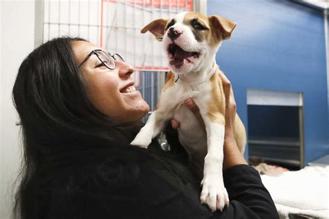 Montgomery County animal shelter lowers pet adoption fees for one week