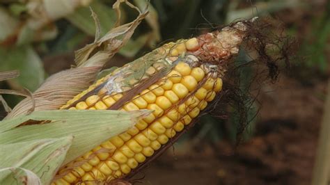 Symptoms of the Most Common Corn Ear Rots