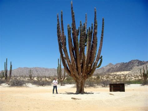 Mystery in the Valley of the Giants | Baja california, Baja california mexico, Baja california sur